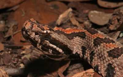 Sistrurus miliarius streckeri
