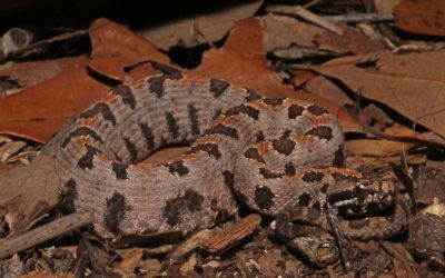 Sistrurus miliarius streckeri