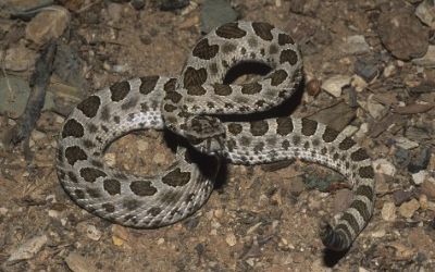 Sistrurus tergeminus