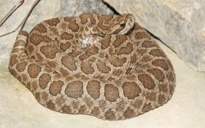 Sistrurus tergeminus