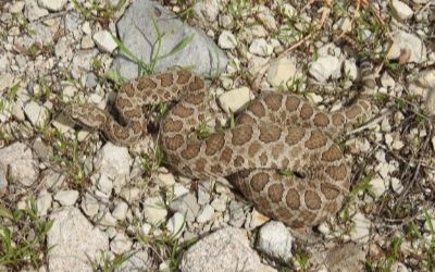 Sistrurus tergeminus