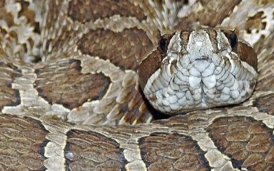 Sistrurus tergeminus