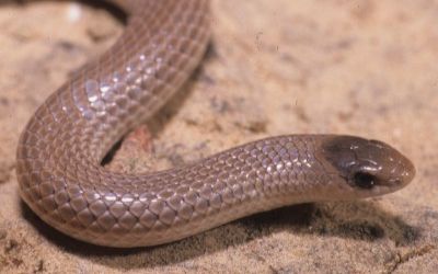 Sonora taylori