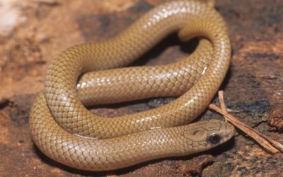 Sonora taylori