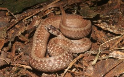 Storeria dekayi texana