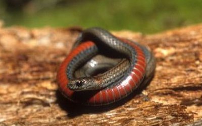 Storeria occipitomaculata pahasapae