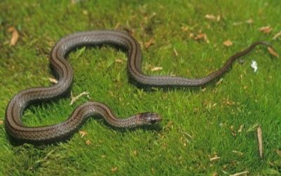 Storeria occipitomaculata pahasapae