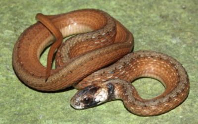 Storeria victa
