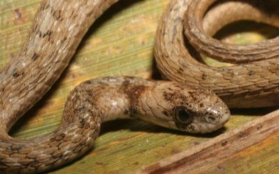 Storeria victa