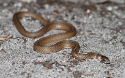 Storeria victa