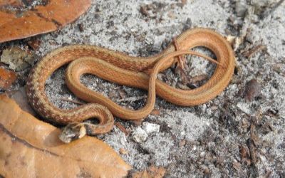 Storeria victa