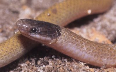 Tantilla atriceps