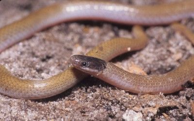 Tantilla atriceps