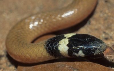 Tantilla cucullata