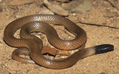 Tantilla cucullata