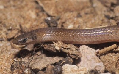 Tantilla gracilis