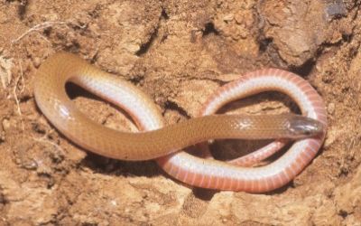 Tantilla gracilis