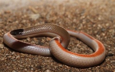 Tantilla hobartsmithi