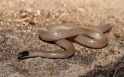 Tantilla hobartsmithi