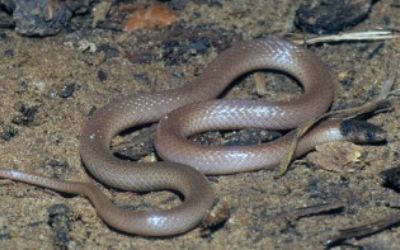 Tantilla relicta neilli