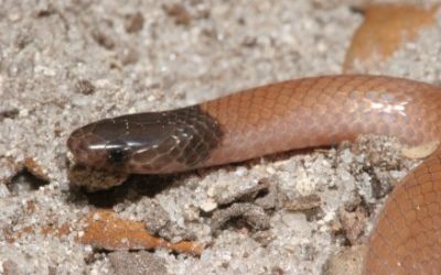 Tantilla relicta neilli