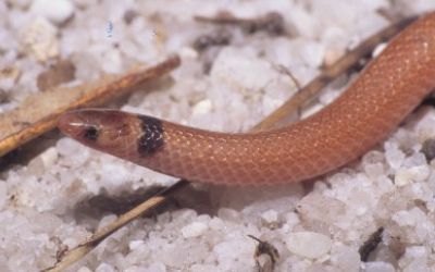 Tantilla relicta pamlica