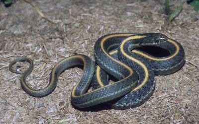 Thamnophis atratus atratus