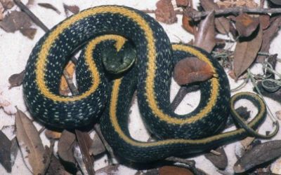Thamnophis atratus atratus