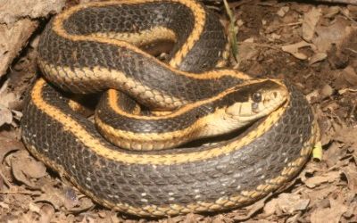 Thamnophis atratus atratus