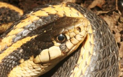 Thamnophis atratus atratus
