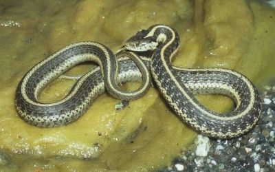Thamnophis atratus hydrophilus