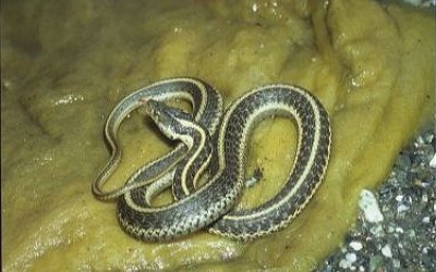 Thamnophis atratus hydrophilus