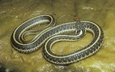 Thamnophis atratus hydrophilus