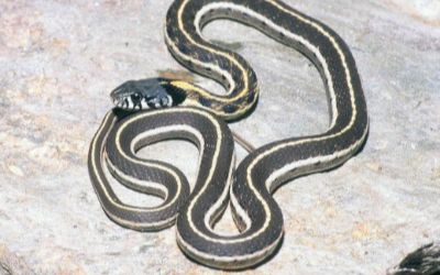 Thamnophis cyrtopsis cyrtopsis