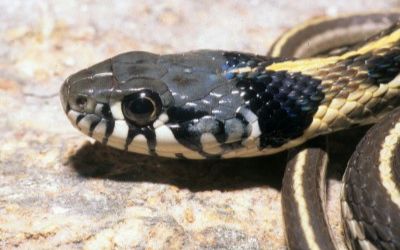 Thamnophis cyrtopsis cyrtopsis