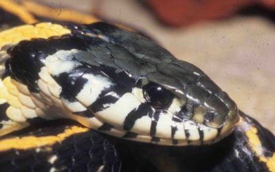 Thamnophis cyrtopsis ocellatus