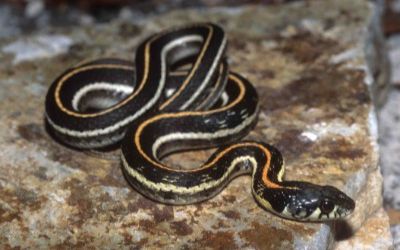 Thamnophis cyrtopsis ocellatus