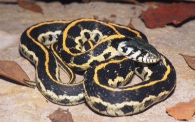 Thamnophis cyrtopsis ocellatus