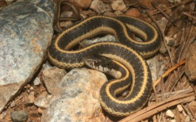 Thamnophis elegans elegans