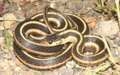 Thamnophis elegans elegans