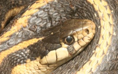 Thamnophis elegans elegans
