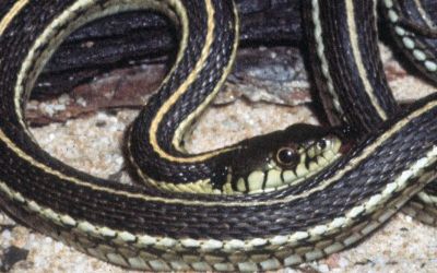 Thamnophis eques megalops