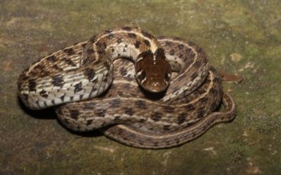 Thamnophis marcianus marcianus