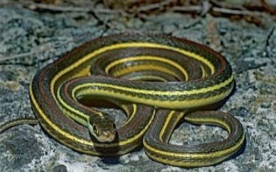 Thamnophis proximus rubrilineatus