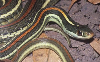 Thamnophis proximus rubrilineatus