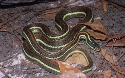 Thamnophis proximus rubrilineatus