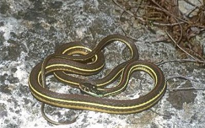 Thamnophis proximus rubrilineatus