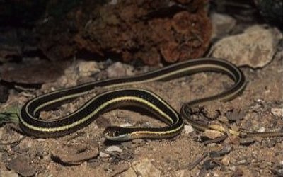 Thamnophis sauritus septentrionalis