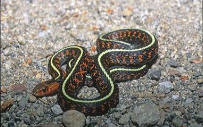 Thamnophis sirtalis concinnus