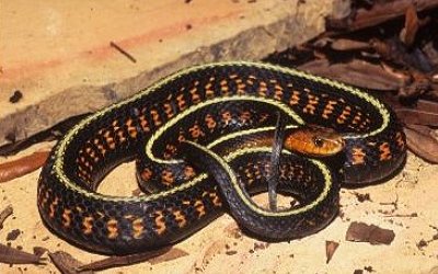 Thamnophis sirtalis concinnus